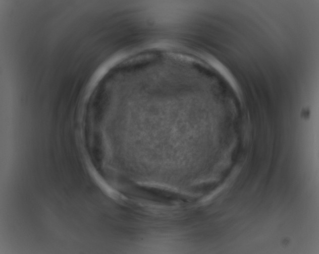 X0000094961437200712131635