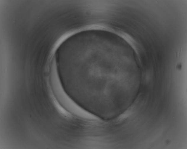 X0000094961438200712131635