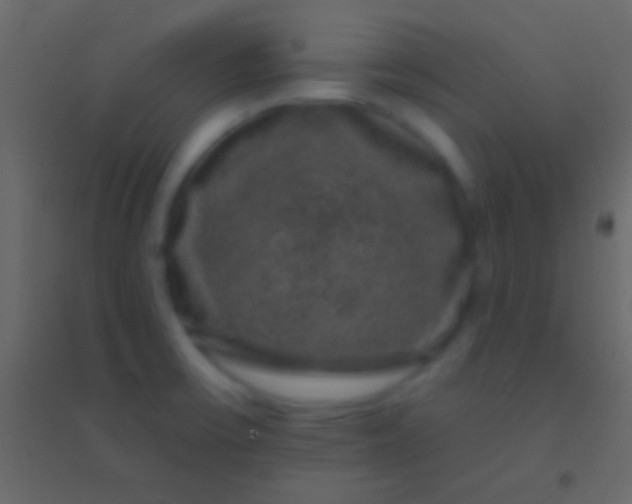 X0000094961475200712131634