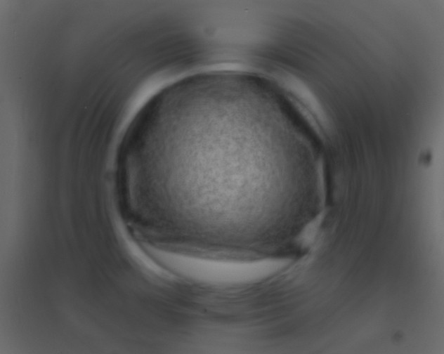 X0000094961483200712131634