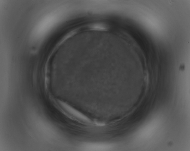 X0000094961487200712131634