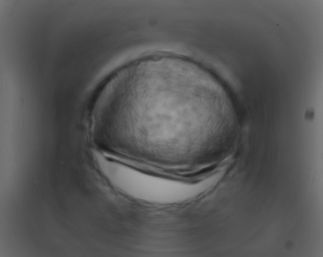 X0000094961496200712131633