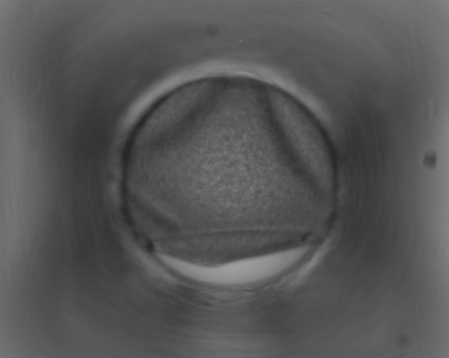 X0000094961502200712131633