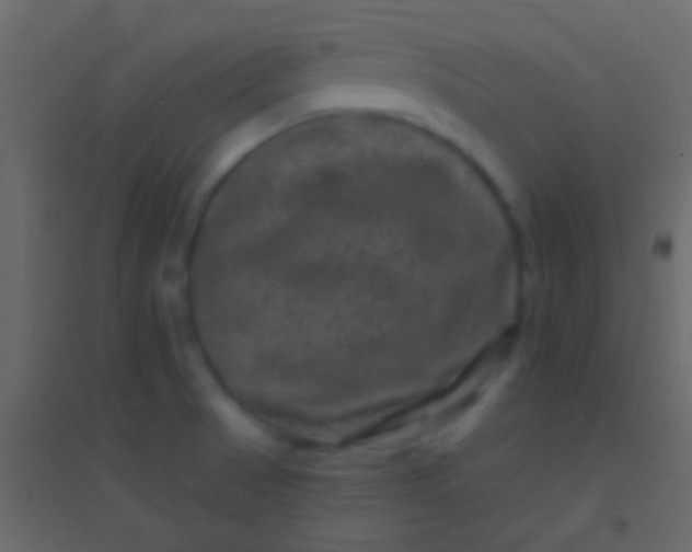 X0000094961521200712131633