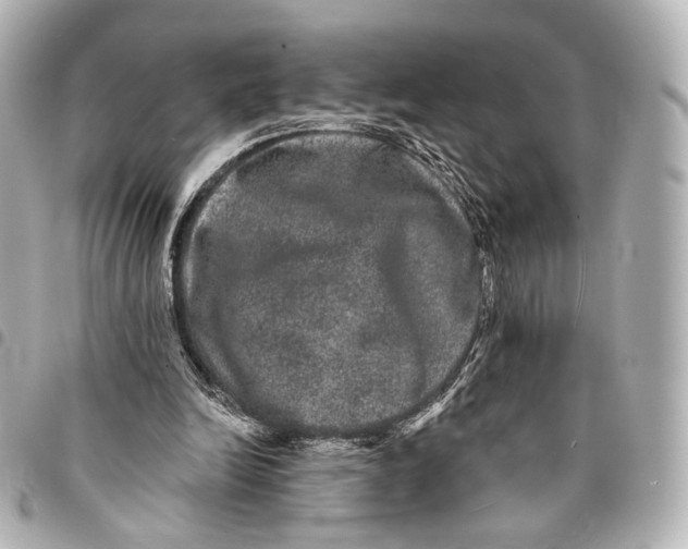 X0000094960246200712201206