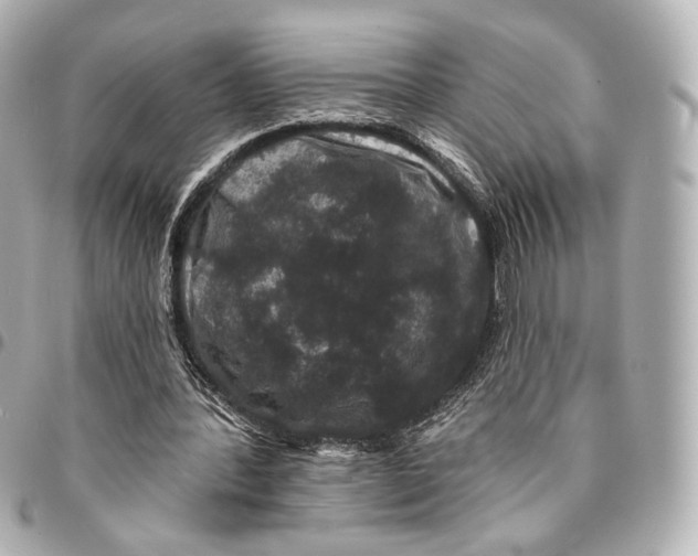 X0000094960388200712201205