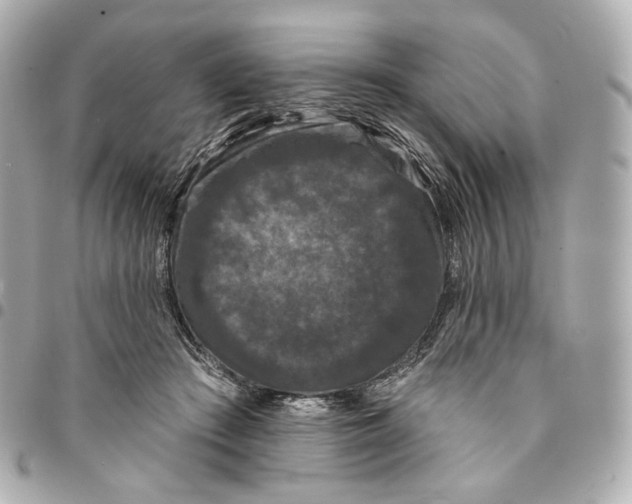 X0000094960409200712201205