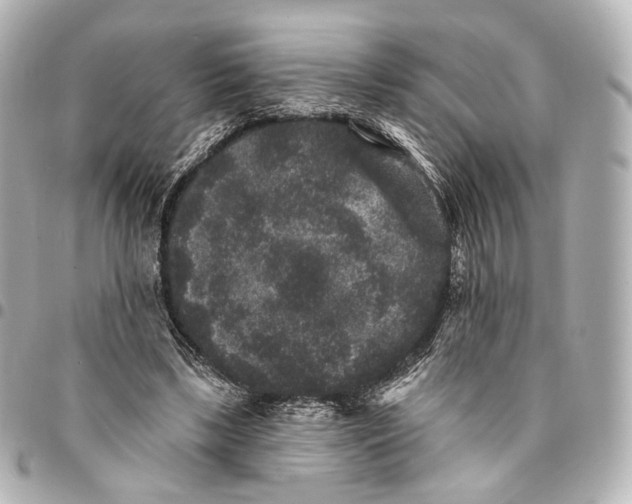 X0000094960443200712201204