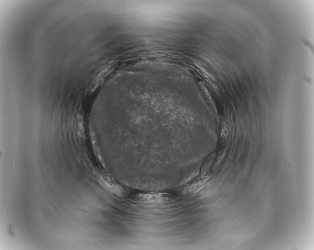 X0000094960524200712201203