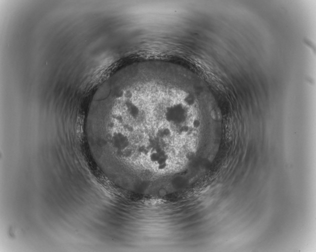 X0000094960695200712201201