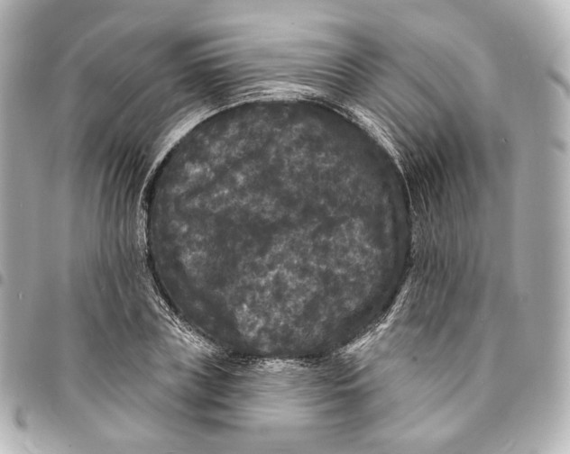 X0000094960835200712201158