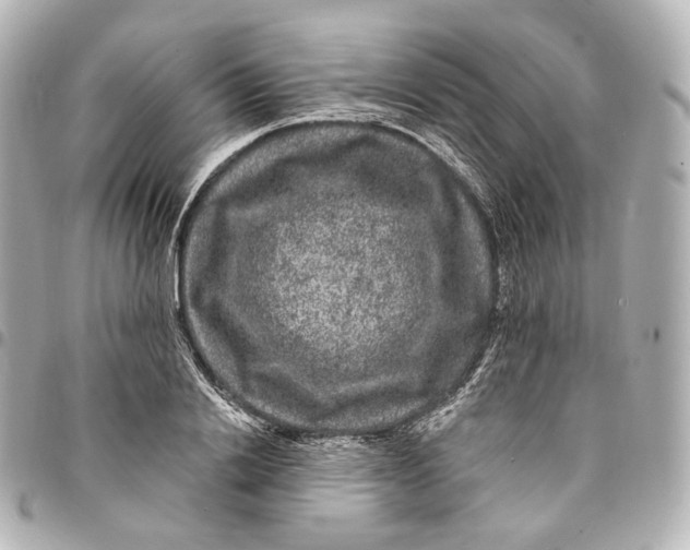 X0000094960838200712201158