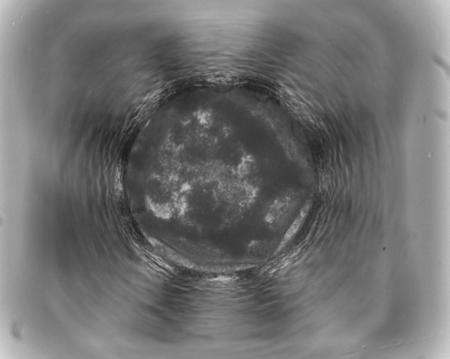 X0000094961106200712201154