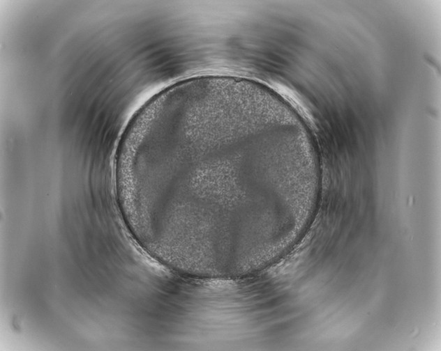 X0000094961238200712201153