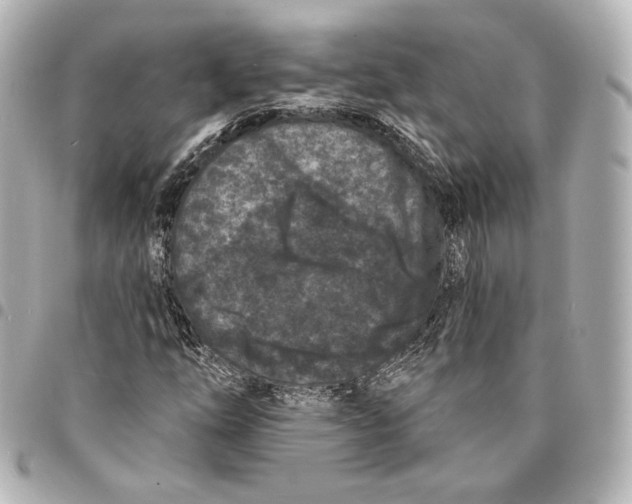 X0000094961254200712201152