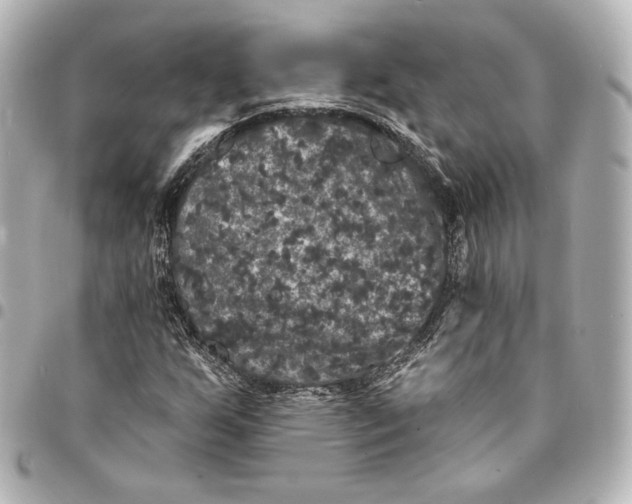 X0000094961255200712201152