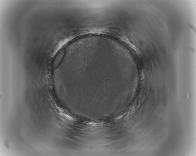 X0000094961256200712201152