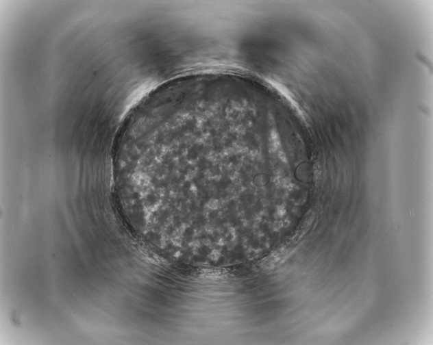 X0000094961267200712201152