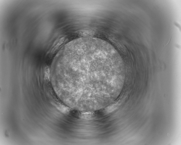 X0000094960240200712271726