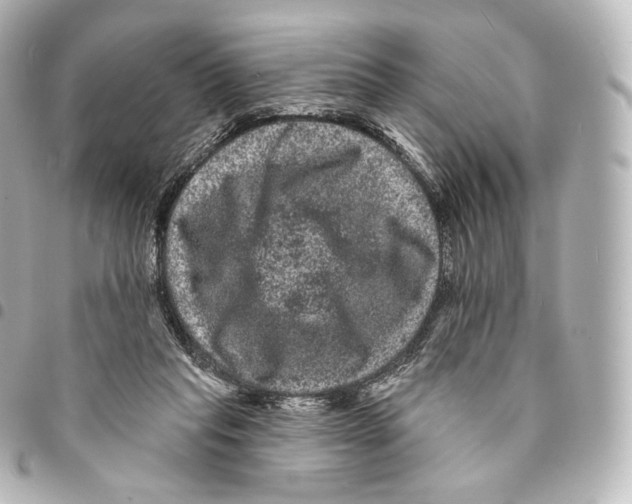 X0000094960261200712271726