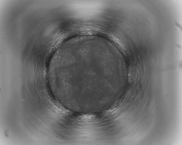 X0000094960314200712271725