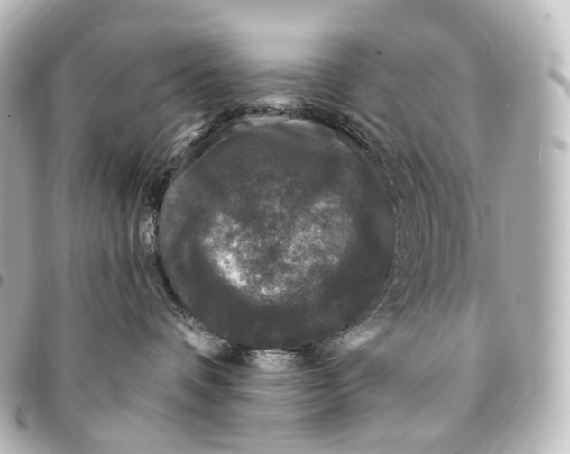 X0000094960336200712271725
