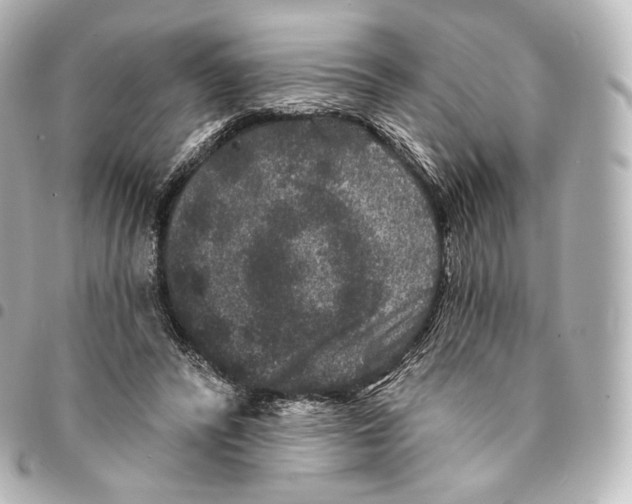 X0000094960400200712271724