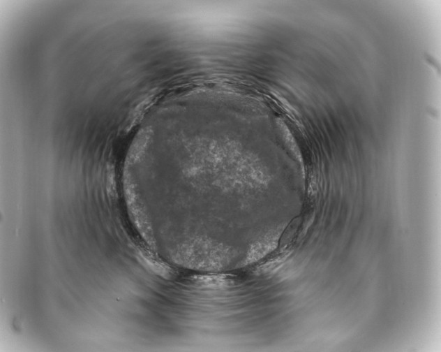 X0000094960524200712271722