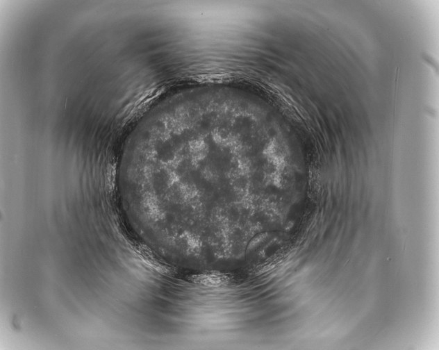 X0000094960652200712271720