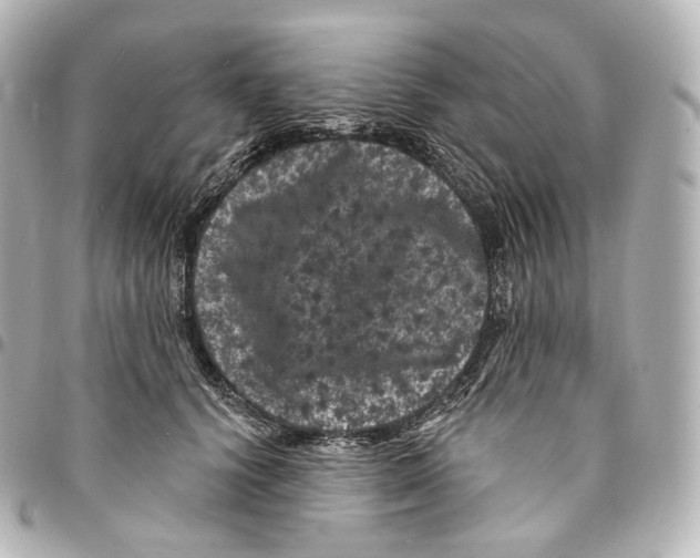 X0000094960656200712271720