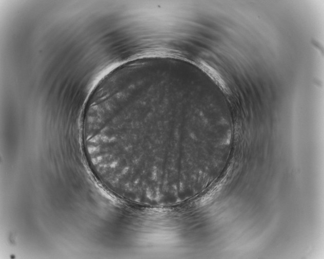 X0000094960854200712271718