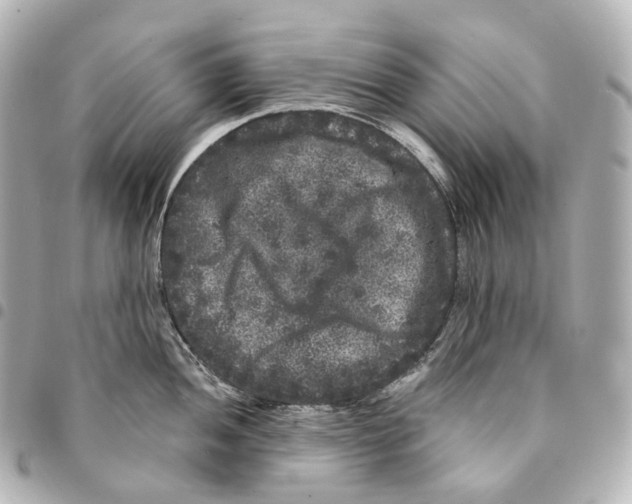 X0000094961052200712271715