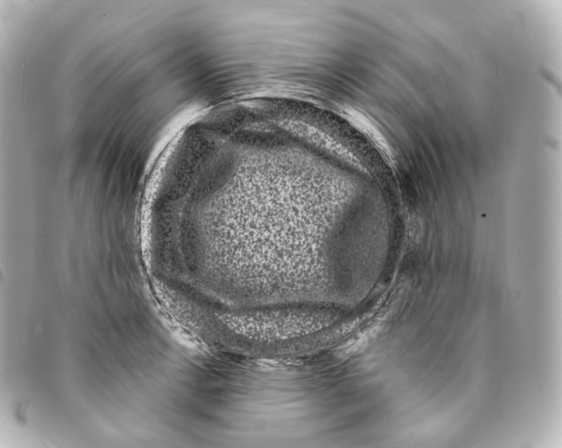X0000094961138200712271714