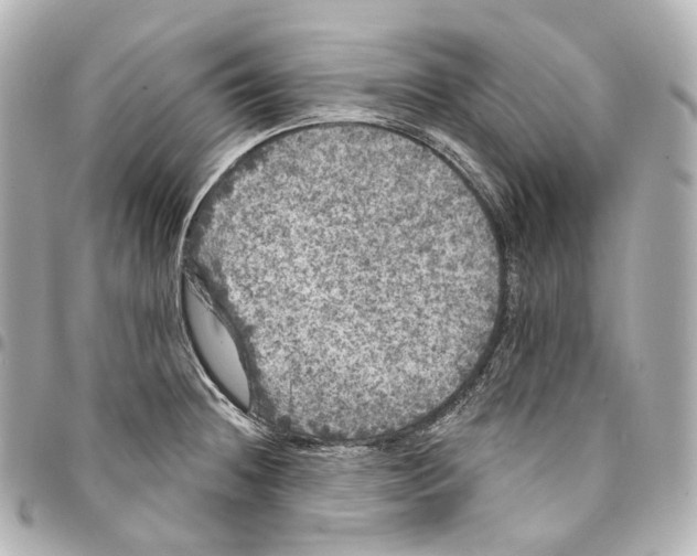 X0000094961236200712271712
