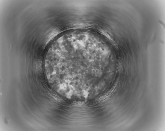 X0000094961259200712271712