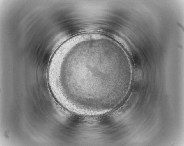 X0000094961338200712271711