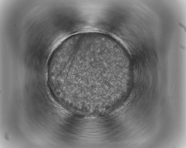 X0000094961415200712271710