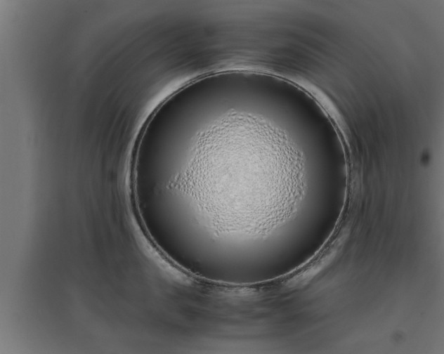 X0000094970957200712061425