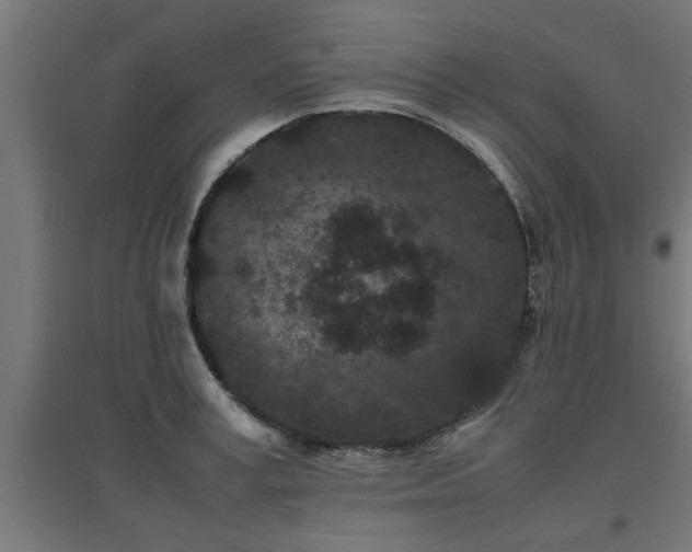 X0000094970995200712061424