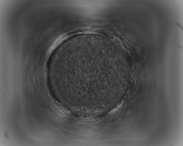 X0000094970295200712131501