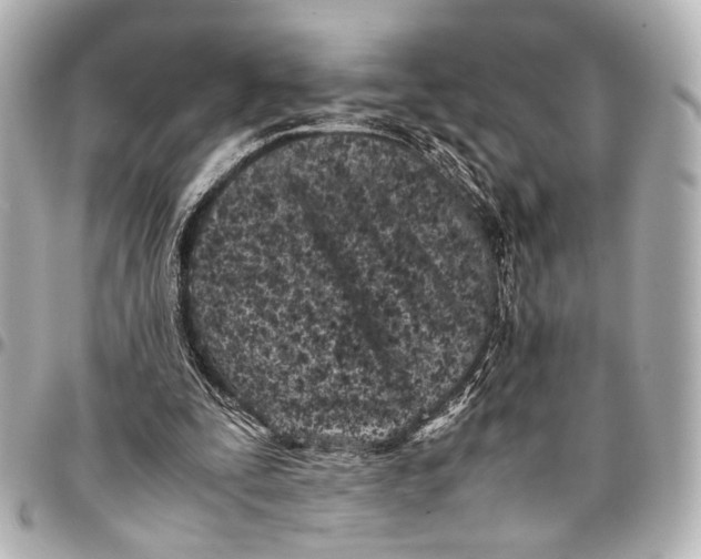 X0000094970295200712201229