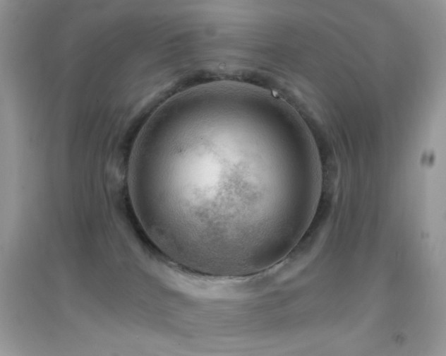 X0000095110040200712071227