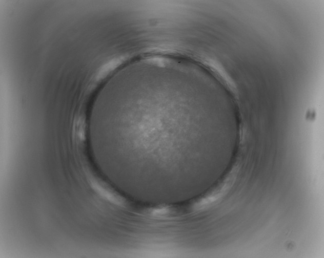 X0000095110068200712071227