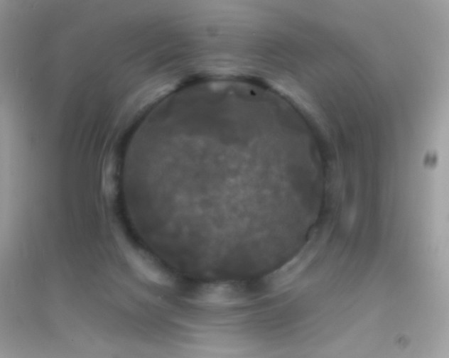 X0000095110074200712071227