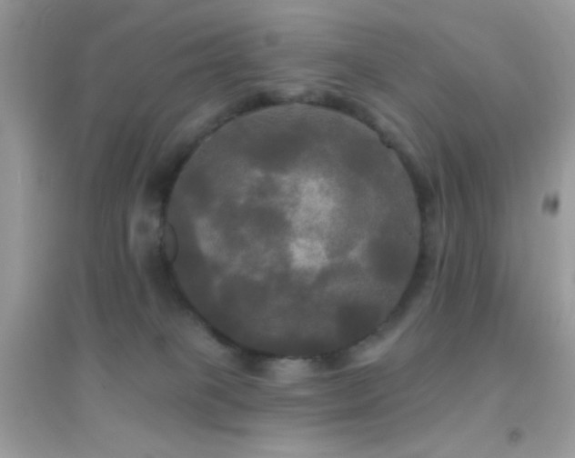 X0000095110085200712071227