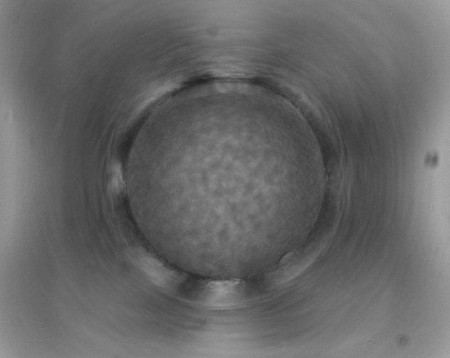 X0000095110089200712071227