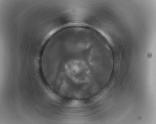 X0000095110111200712071226