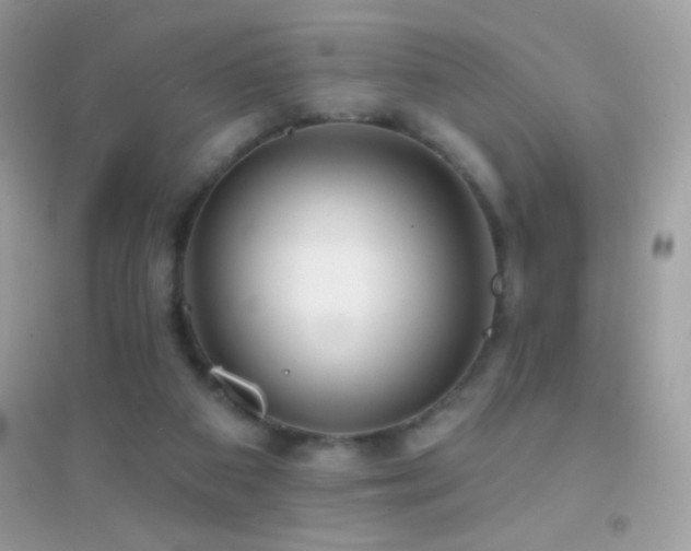 X0000095110113200712071226