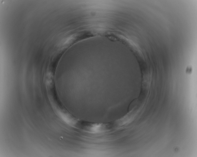 X0000095110130200712071226