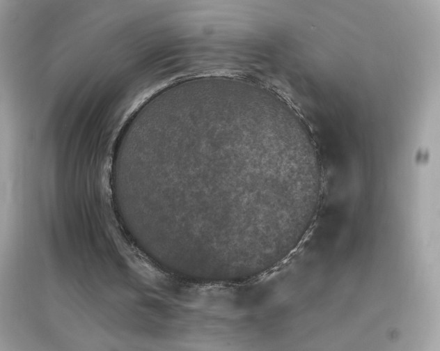 X0000095110146200712071225